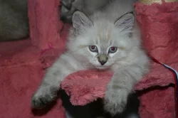 Koťátko Něvské Maškárady