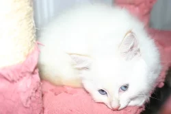 Koťátko Něvské Maškárady