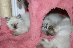 Koťátko Něvské Maškárady