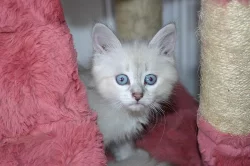 Koťátko Něvské Maškárady