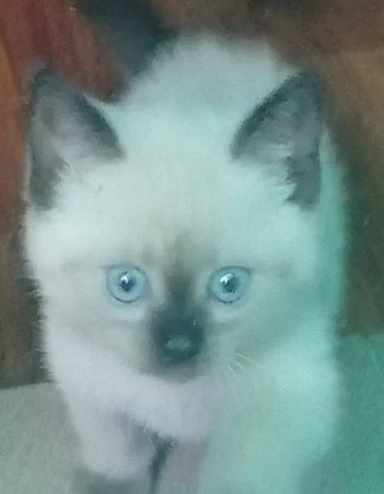 Kote