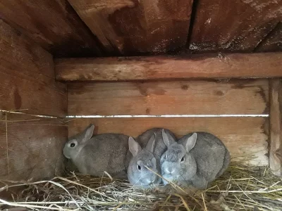 Prodám mláďata teddy králíčka zkřížená se zakrslým králíkem