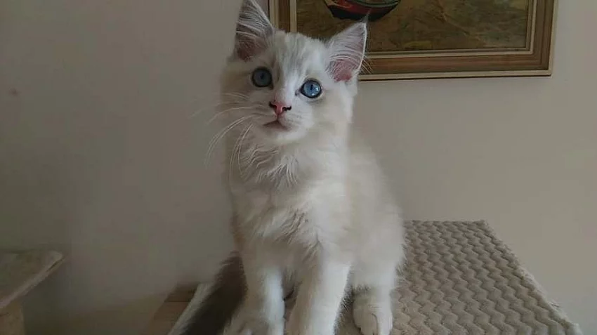 Ragdoll koťátka s PP k odběru.