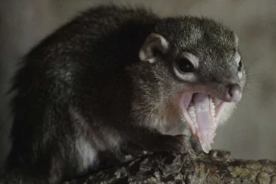 Tana severní (Tupaia belangeri)