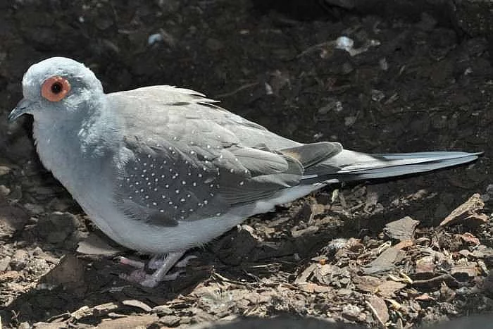 Holoubek diamantový (Geopelia cuneata)