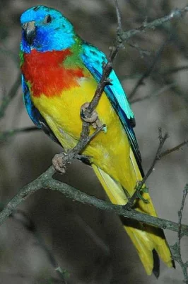 Neoféma modrohlavá (Neophema splendida)