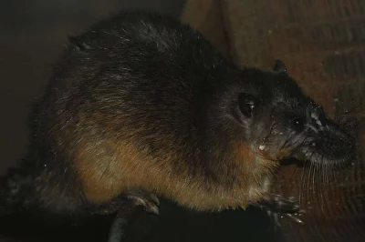 Myš bobří (Hydromys chrysogaster)