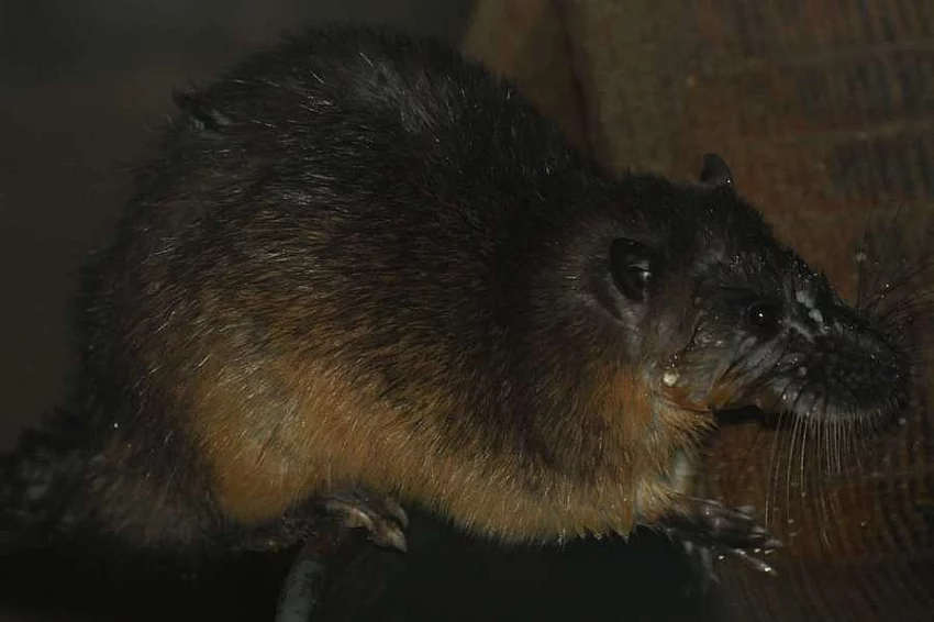 Myš bobří (Hydromys chrysogaster)