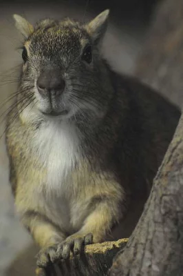 Moko skalní (Kerodon rupestris)
