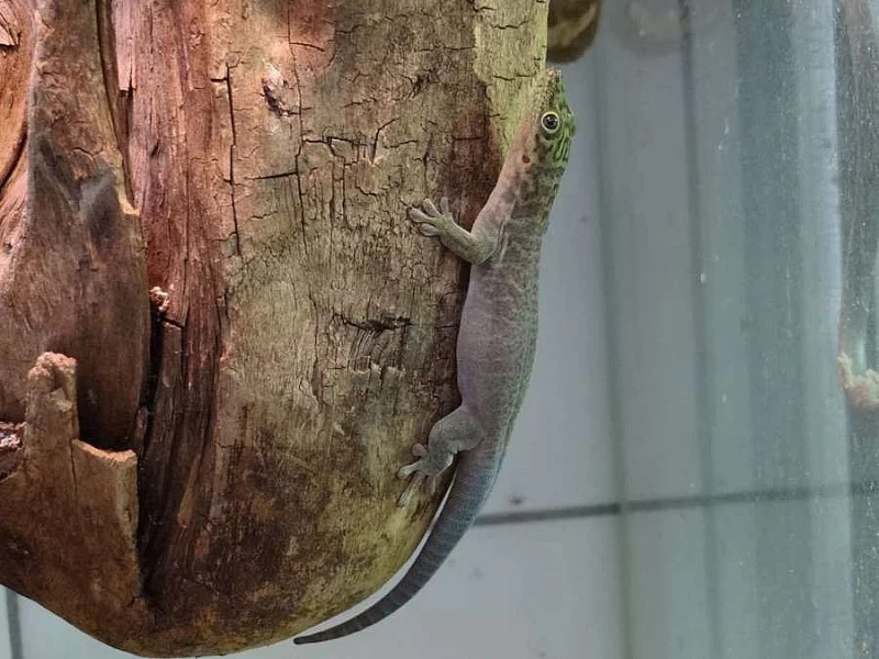 Felsuma Standingova (Phelsuma standingi)