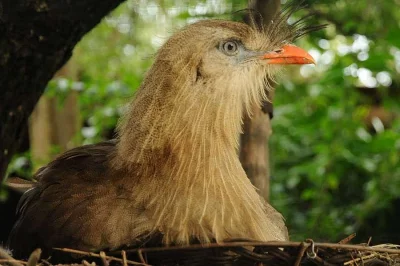 Seriema rudozobá (Cariama cristata)