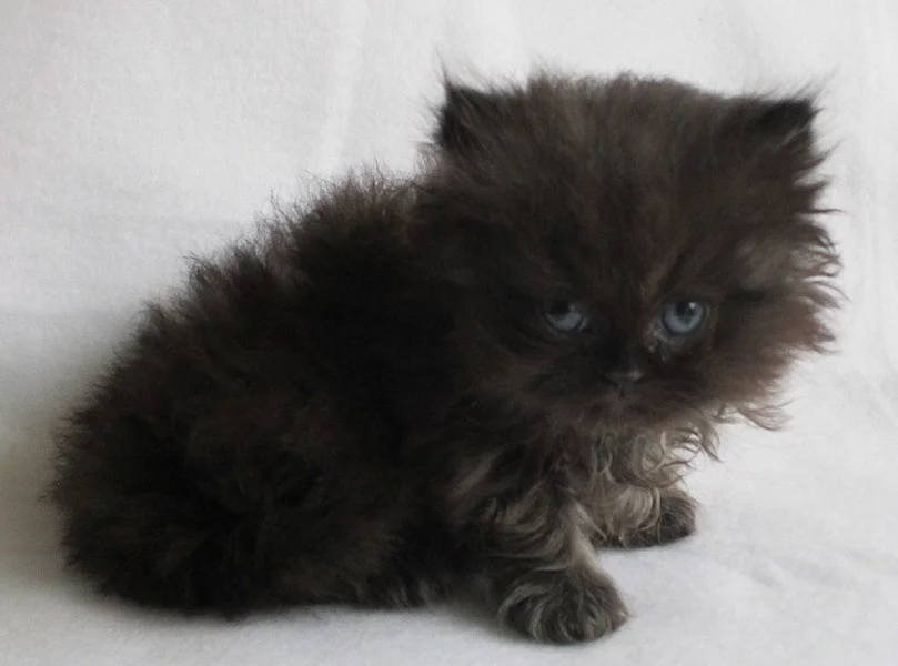 Prodám perské kocourky