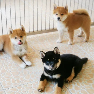 Shiba inu Štěňátka s PP