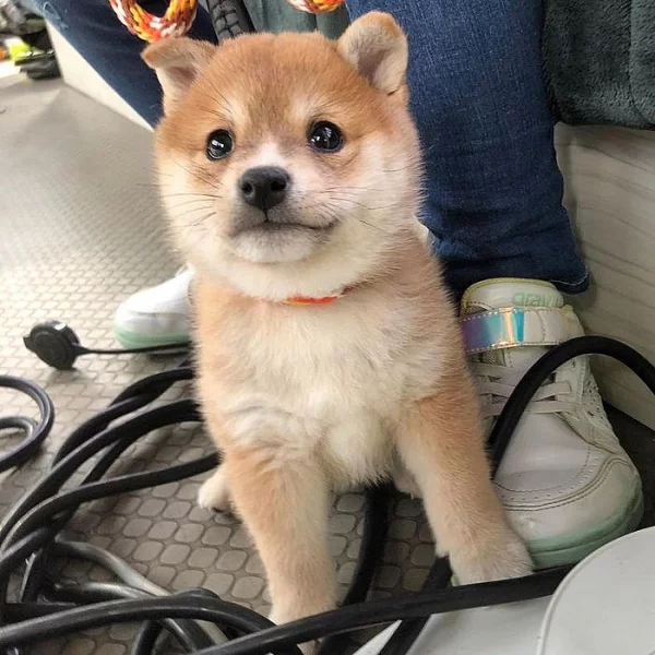 Shiba inu Štěňátka s PP