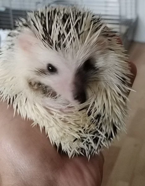 ježek bělobřichý