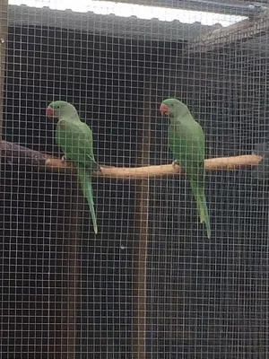 Alexandr velký 2,1 s DNA