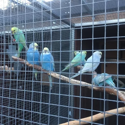 Alexandr velký 2,1 s DNA