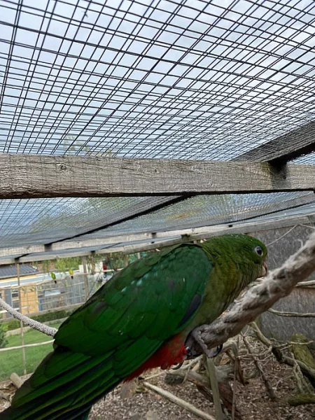 Papoušek Královský 1,0 ručně dokrmený s DNA