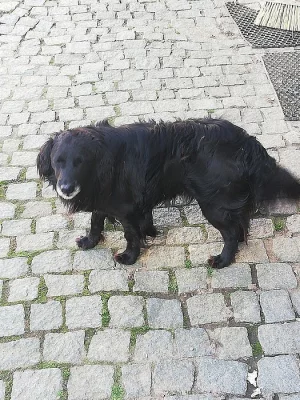 Daruji psa do dobrých rukou