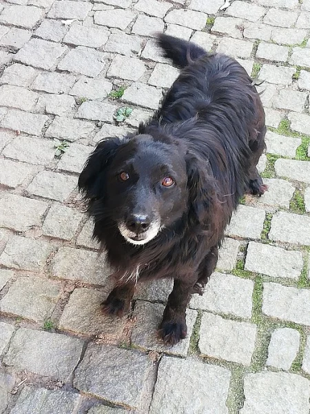 Daruji psa do dobrých rukou