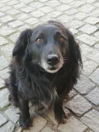 Daruji psa do dobrých rukou