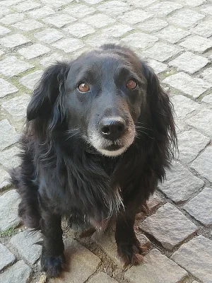 Daruji psa do dobrých rukou