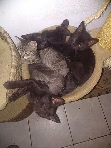 Krásná koťátka - prosím o pomoc, spěchá