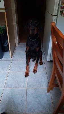 Dobrman s rodokmenem