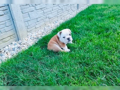 štěňata Anglický buldog