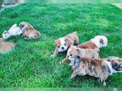 štěňata Anglický buldog