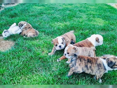 štěňata Anglický buldog