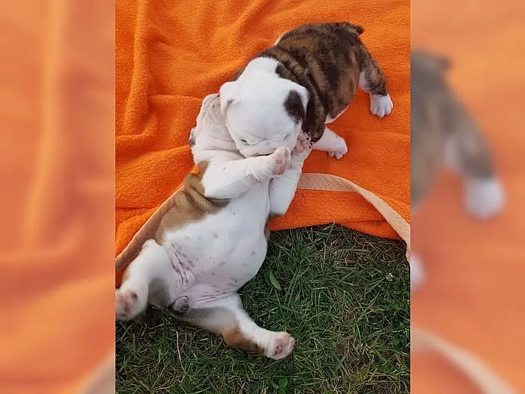 Anglický buldog štěňata s pp
