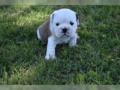 Anglický buldog štěňata s pp