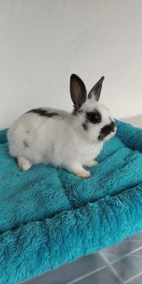 Zakrslý králíček