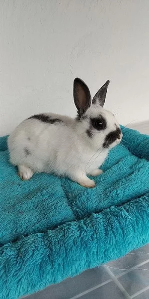 Zakrslý králíček