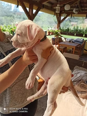 Americký stafordširsky terier