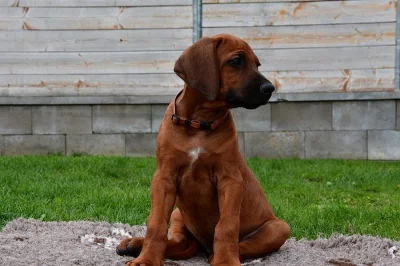 Rhodéský Rhodesian Ridgeback