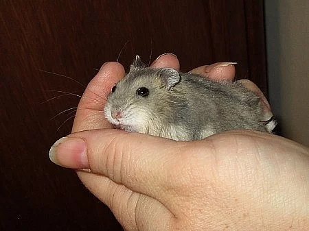 džungarský křečík / džungarák