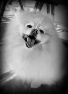 Pomeranian - ke krytí