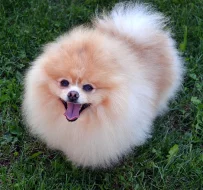 Pomeranian - ke krytí