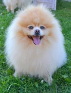 Pomeranian - ke krytí