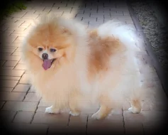Pomeranian - ke krytí