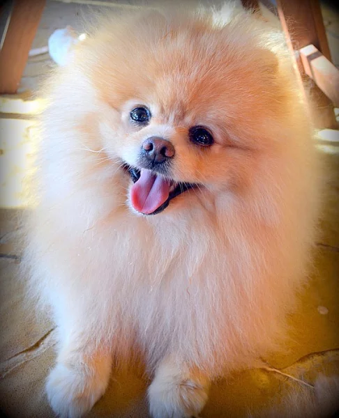 Pomeranian - ke krytí