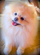 Pomeranian - ke krytí