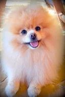 Pomeranian - ke krytí