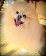 Pomeranian - ke krytí