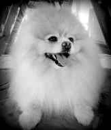 Pomeranian - ke krytí