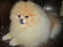 Pomeranian - ke krytí