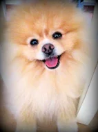 Pomeranian - ke krytí