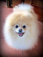 Pomeranian - ke krytí